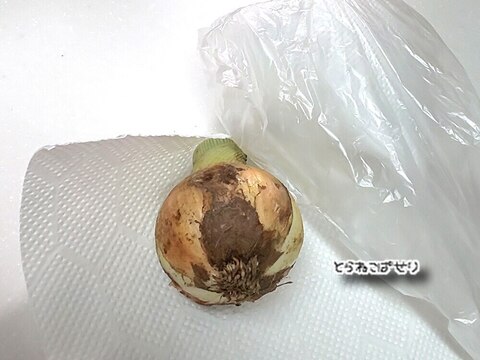 新玉ねぎの保存